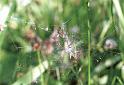 Argiope_bruennichi_F2165_Z_84_Les Gris_Frankrijk